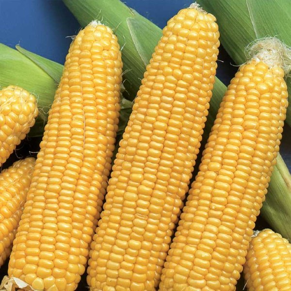 Sød majs 'Tasty Sweet' F1