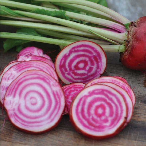 Rødbede 'Chioggia' Økologisk