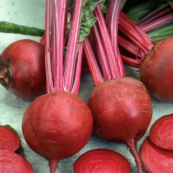 Rødbede 'Detroit 2'