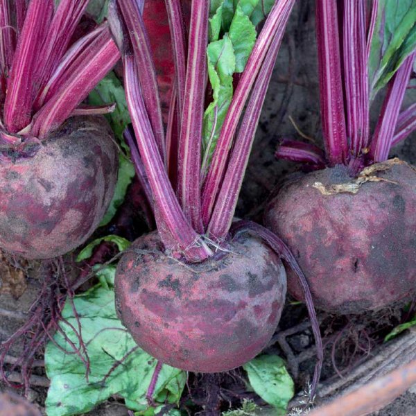 Rødbede 'Detroit 2' Økologisk