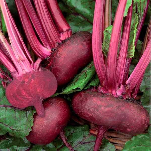 Rødbede 'D' Egypte'