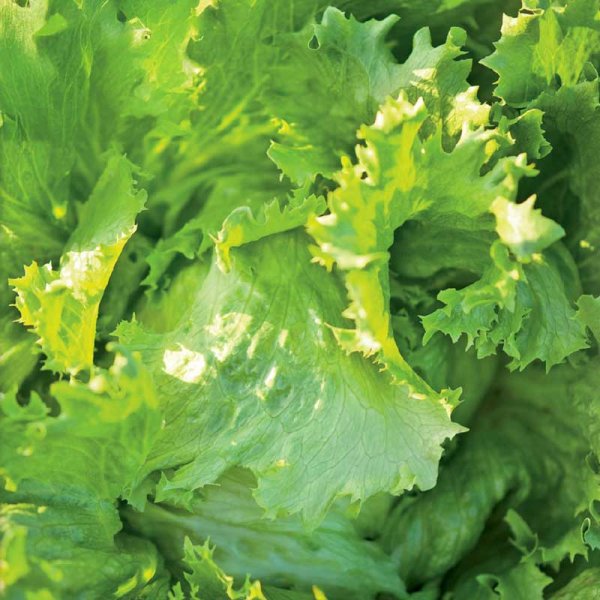 Icebergsalat 'Great Lakes 118'