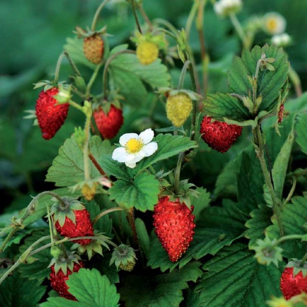 Månedsjordbær 'Rügen'