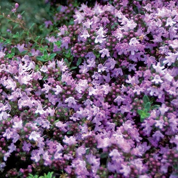 Thyme