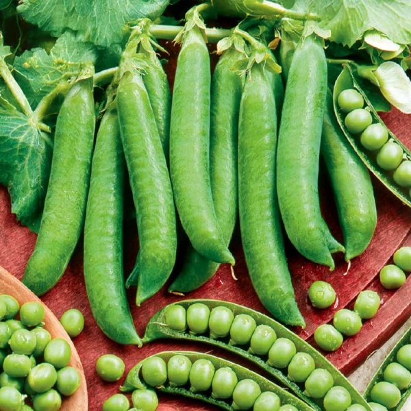 Marvært 'Kelvedon Wonder'