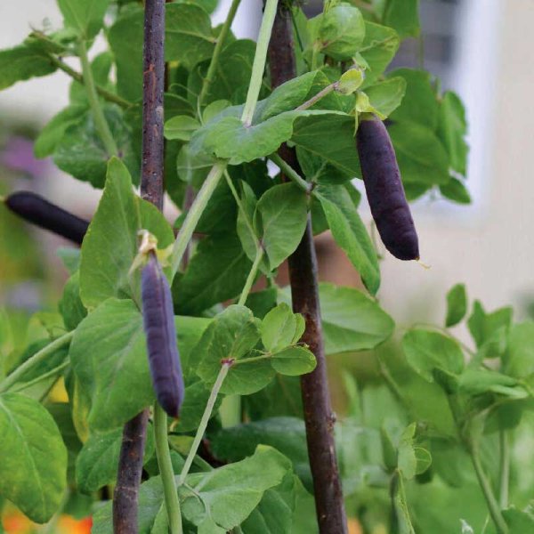 Sprit ärt 'Blauwschokker' Organic