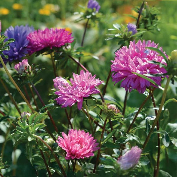 Dobbelt Asters mix Økologisk