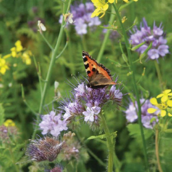 Insektblomstblanding Økologisk