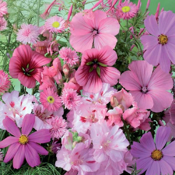 Sommerblomster 'Pink Shades'