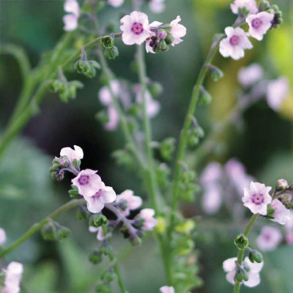 Kinesisk Forglem-mig-ej 'Mystery Rose'