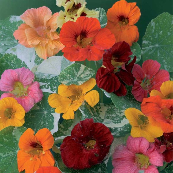 Klatreblomsterkarse 'Out of Africa'