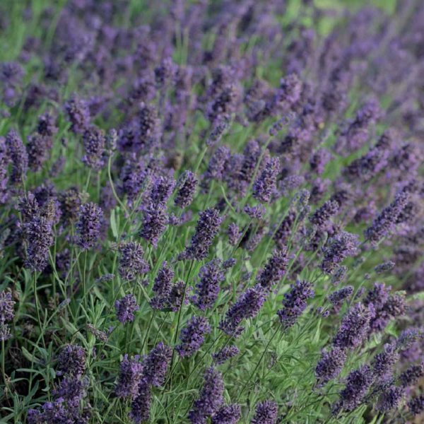 Lavendel