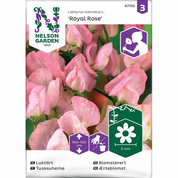 Ærteblomst 'Royal Rose'