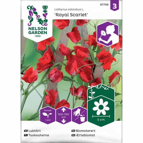 Ærteblomst 'Royal Scarlet'