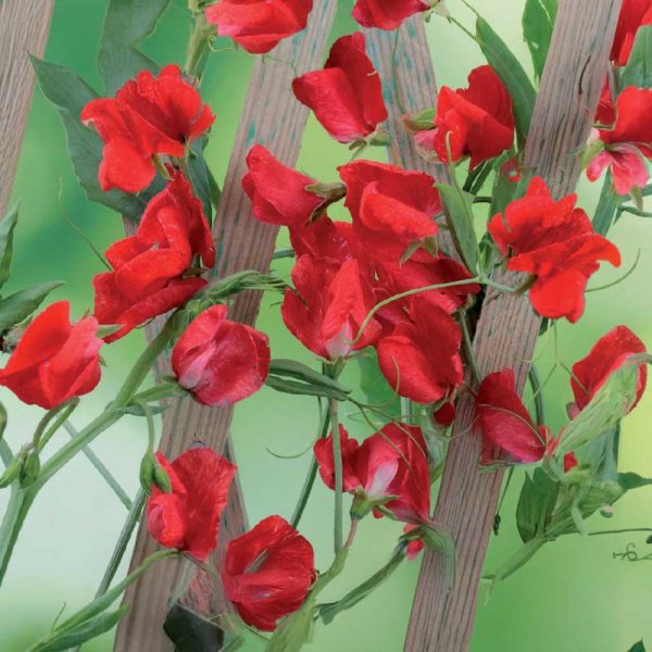 Ærteblomst 'Royal Scarlet'