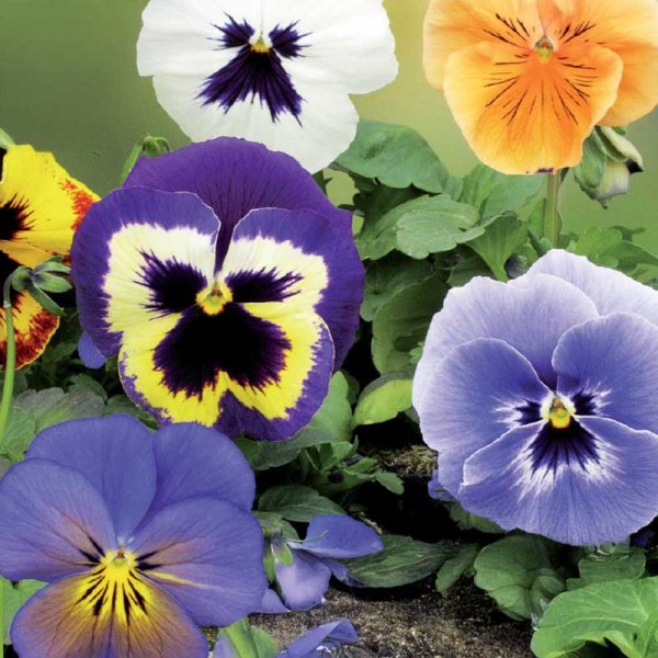 Stedmoderblomst 'Florist Strain' mix