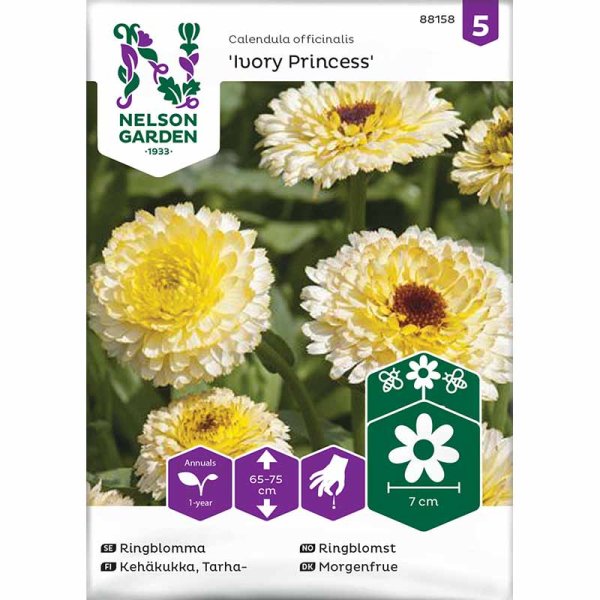 Morgenfrue 'Ivory Princess'