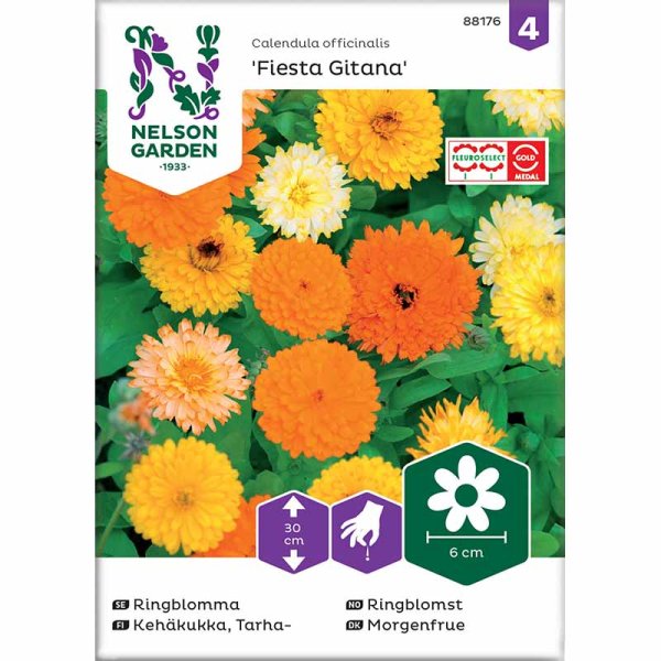 Morgenfrue 'Fiesta Gitana'