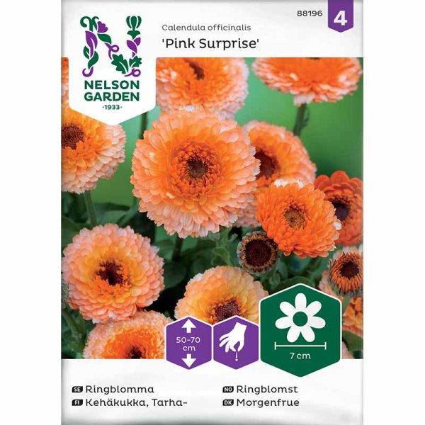 Morgenfrue 'Pink Surprise'