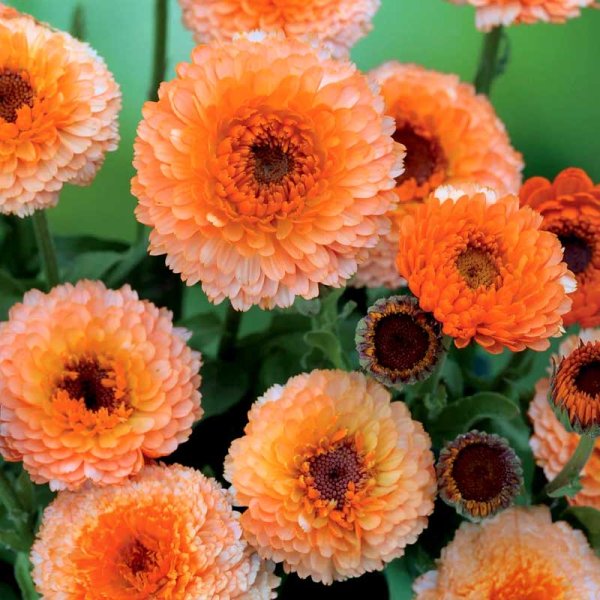 Morgenfrue 'Pink Surprise'