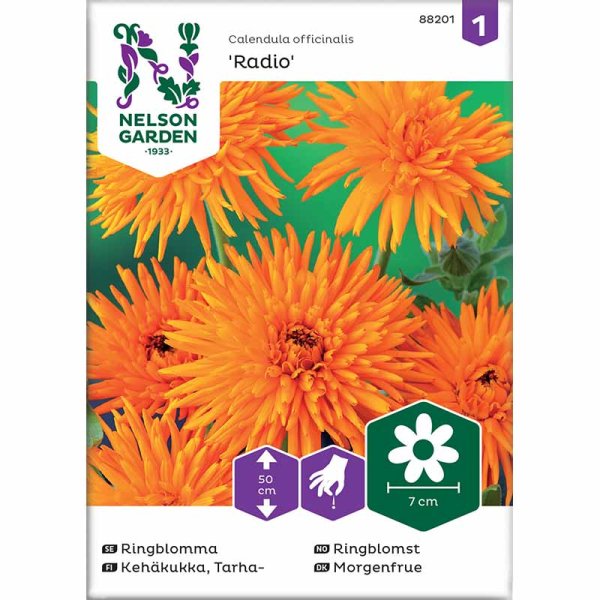 Morgenfrue 'Radio'