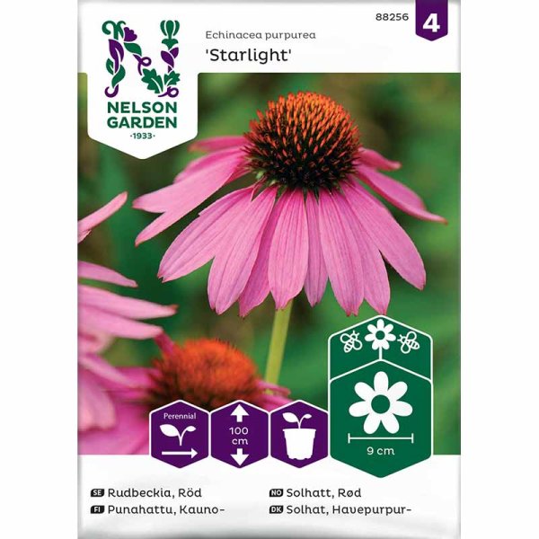 Rudbeckia 'Starlight'