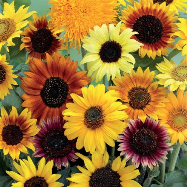 Solsikke 'Wilde mixture'