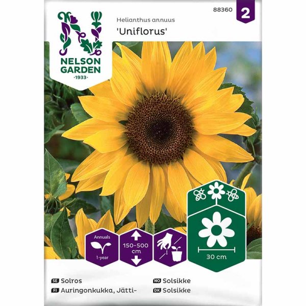 Kæmpe solsikke 'Uniflorus'