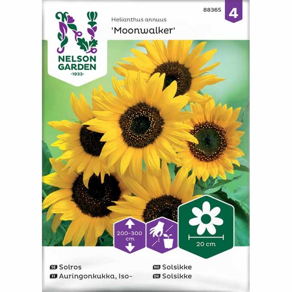 Solsikke 'Moonwalker'