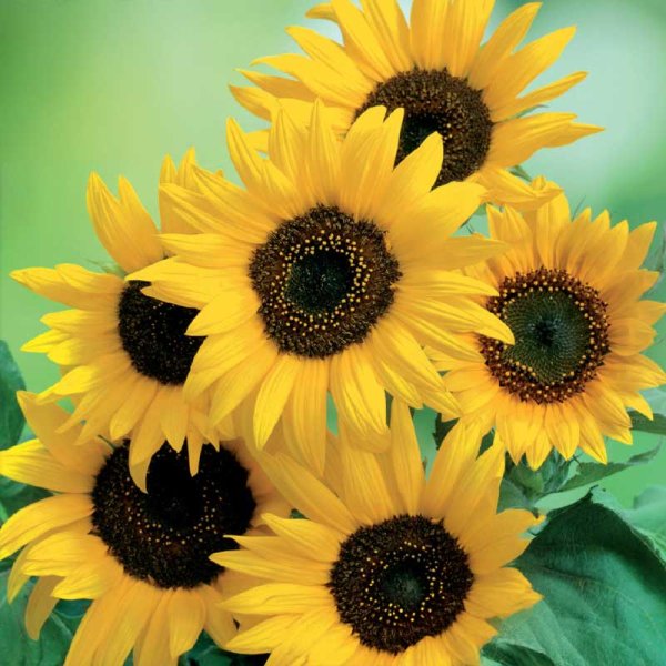 Solsikke 'Moonwalker'