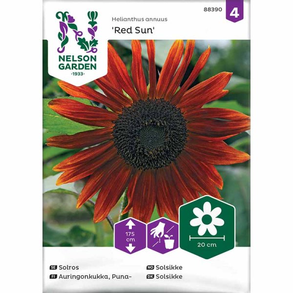 Solsikke 'Red Sun'