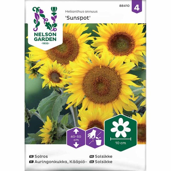 Solsikke 'Sunspot'