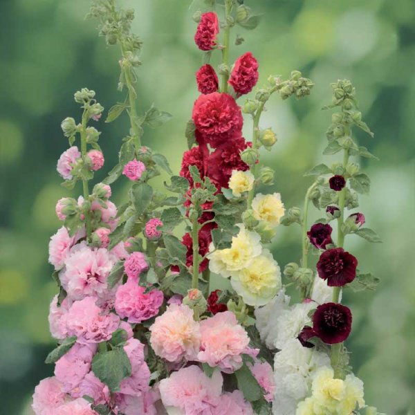 Stokrose 'Charters dubbel'