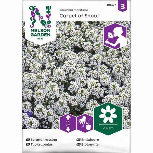 Strand-lobularia 'Carpet of Snow'