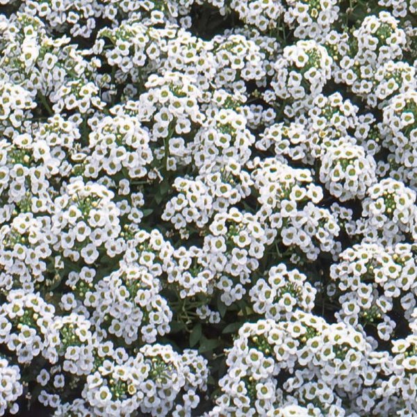 Strand-lobularia 'Carpet of Snow'