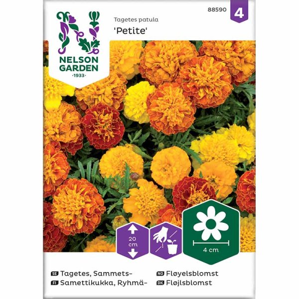 Fløjlsblomst 'Petite mix'