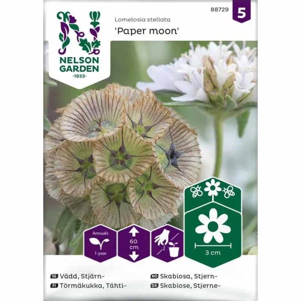 Scabiosa 'Paper Moon'