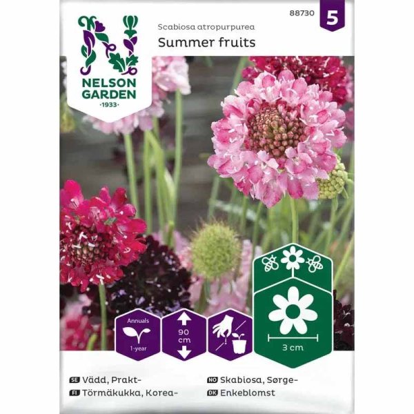 Sommer-Scabiosa 'Summer Fruits'