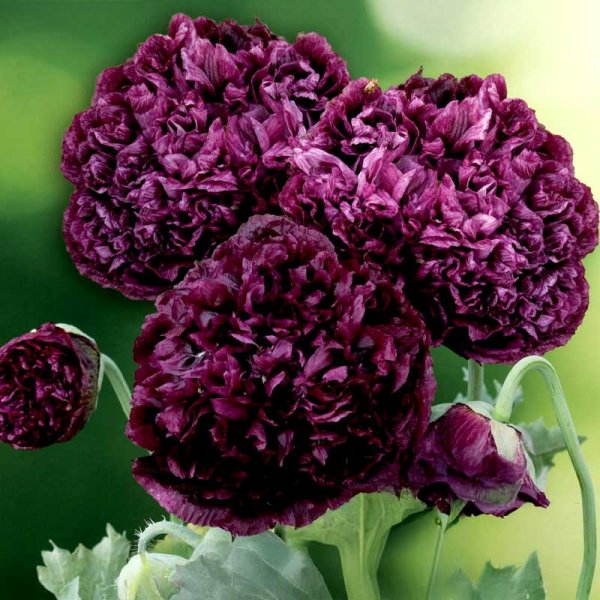 Pæonvalmue 'Black Poeny'