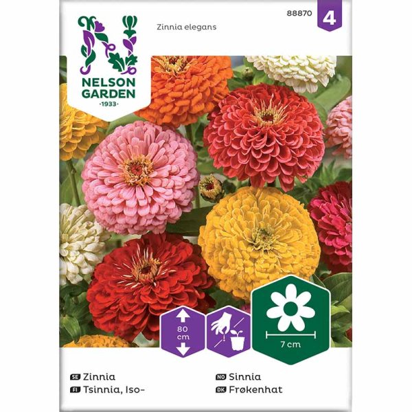 Høj zinnia blandede farver