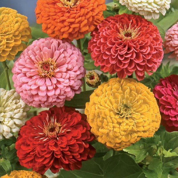 Høj zinnia blandede farver