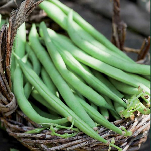 Snap Bean 'Maxi'