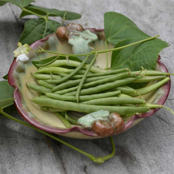 Snittebønne 'Cogito'