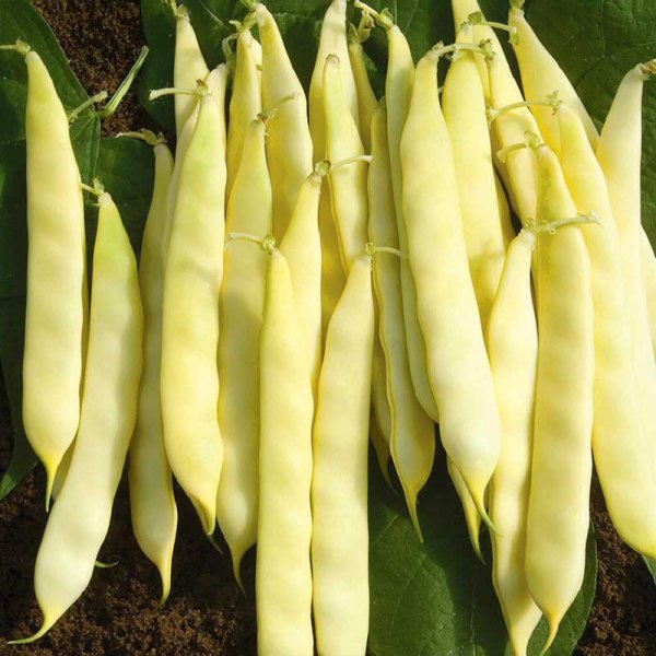 Snittebønne 'Serpedor'