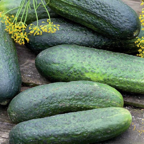 Frilandsgurk 'Profi' F1 Organic