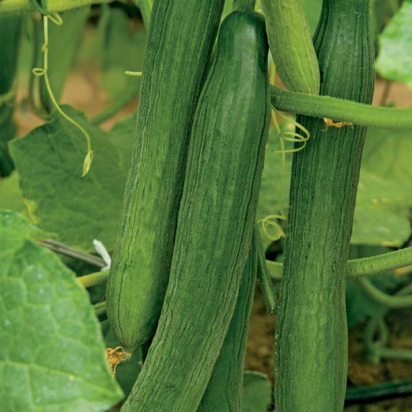 Slangeagurk 'Louisa'F1