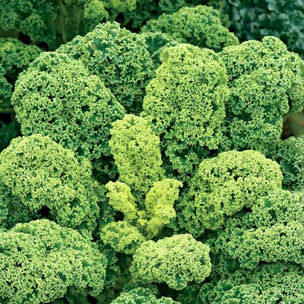 Grønkål 'Half Tall'