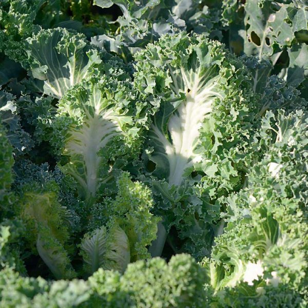 Grønkål 'Emerald Ice'