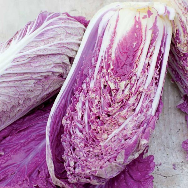 Salatkål 'Scarvita F1'