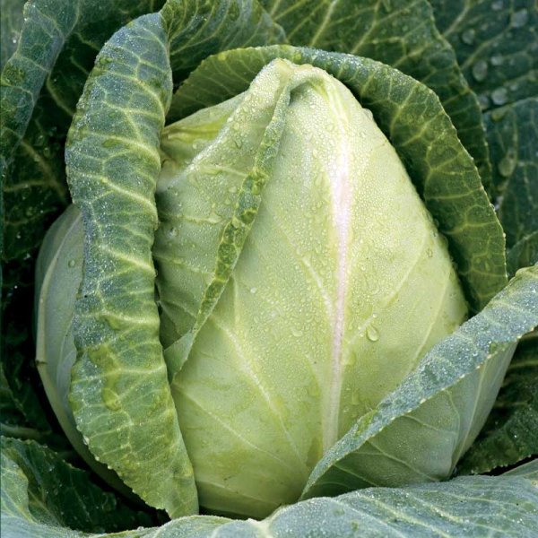 Spidskål 'Express'